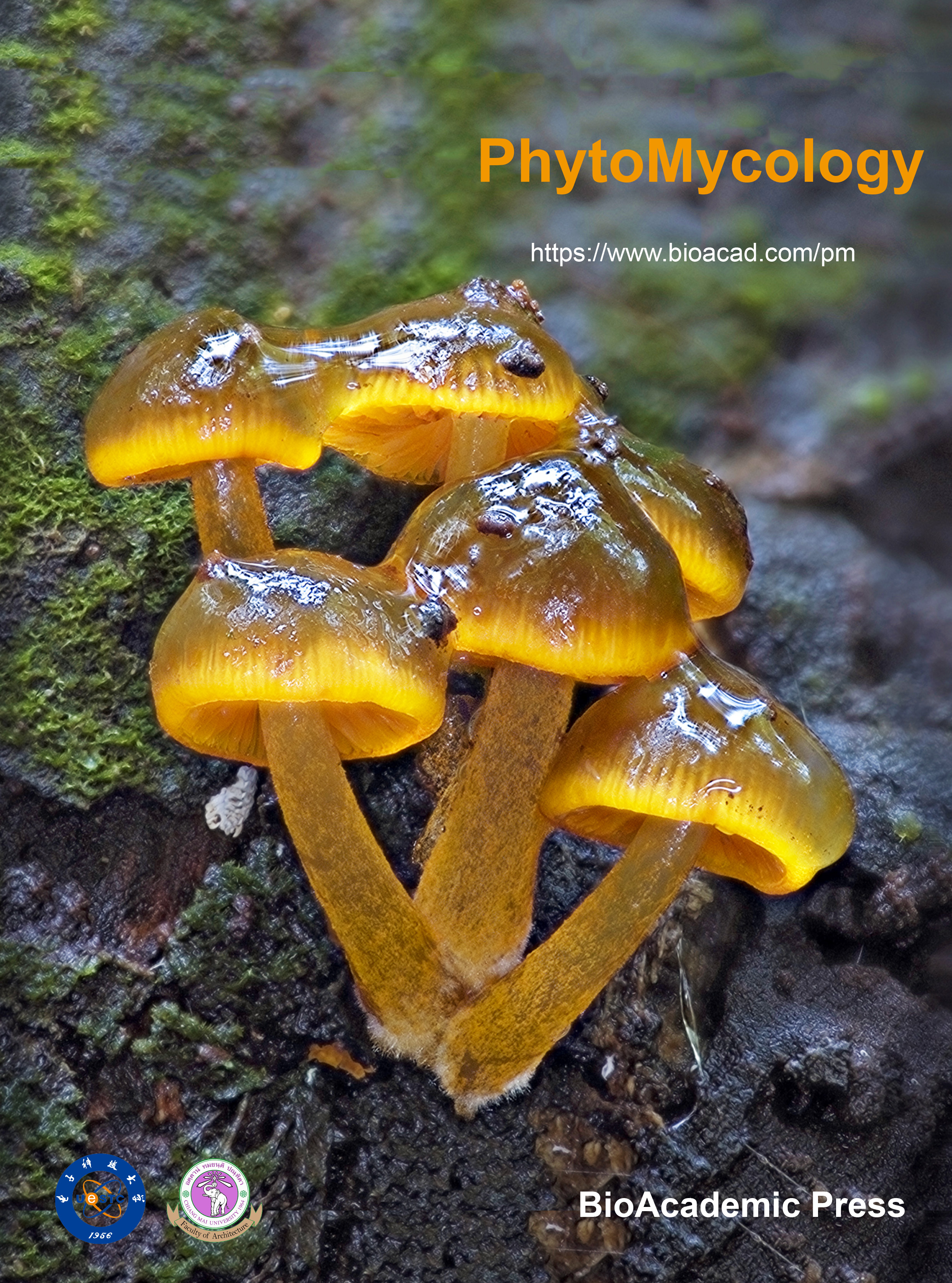 PhytoMycology: Exploring the biology and innovation of plants and fungi together