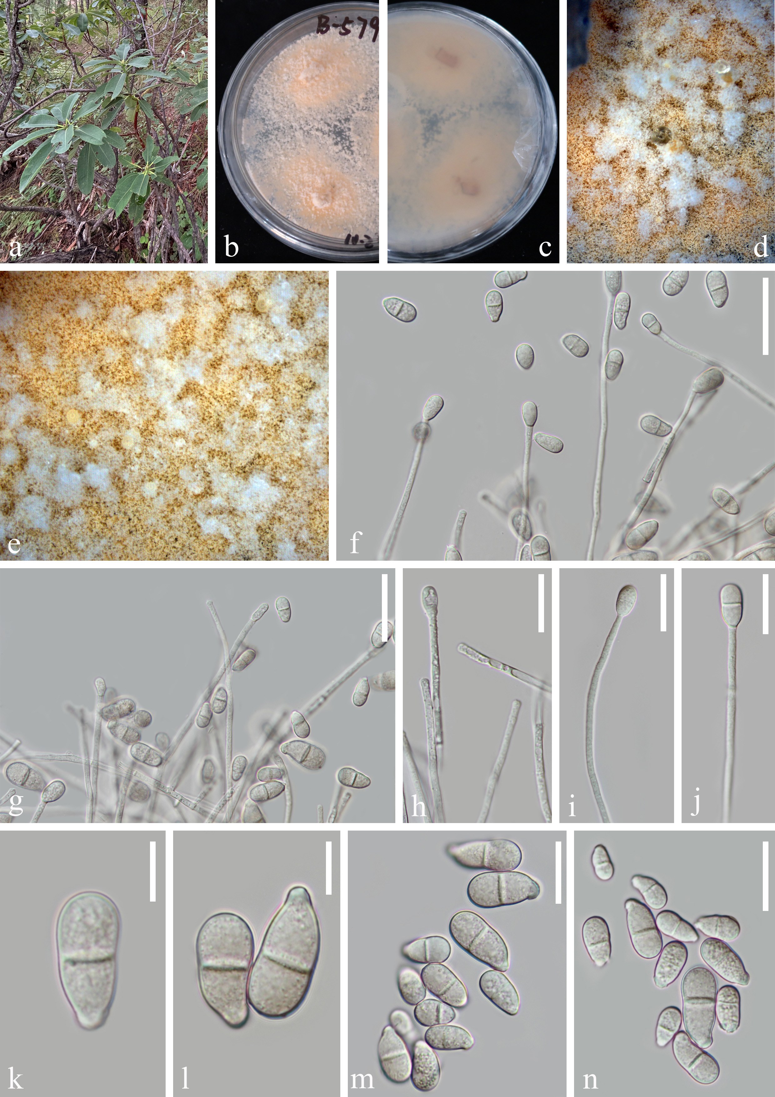 Figure 9