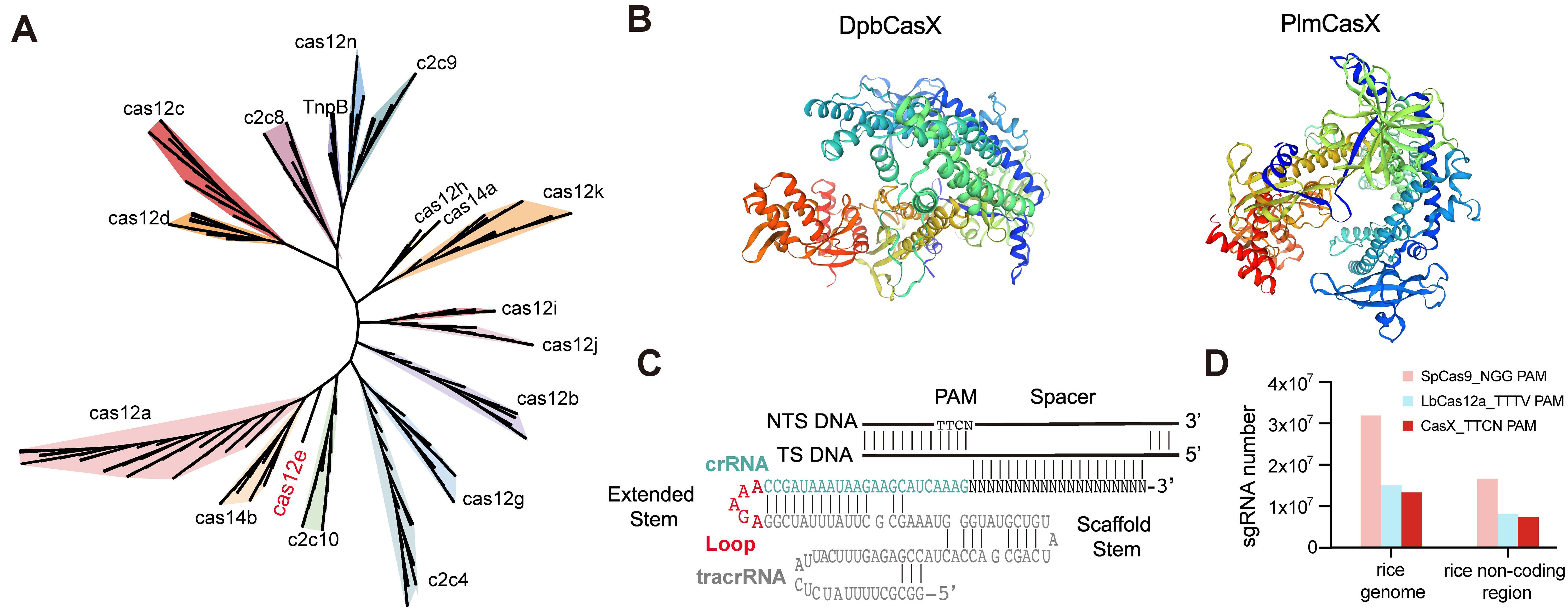 Compact CRISPR-CasX (Cas12e) nucleases enable genome editing and generation of mutant lines in rice