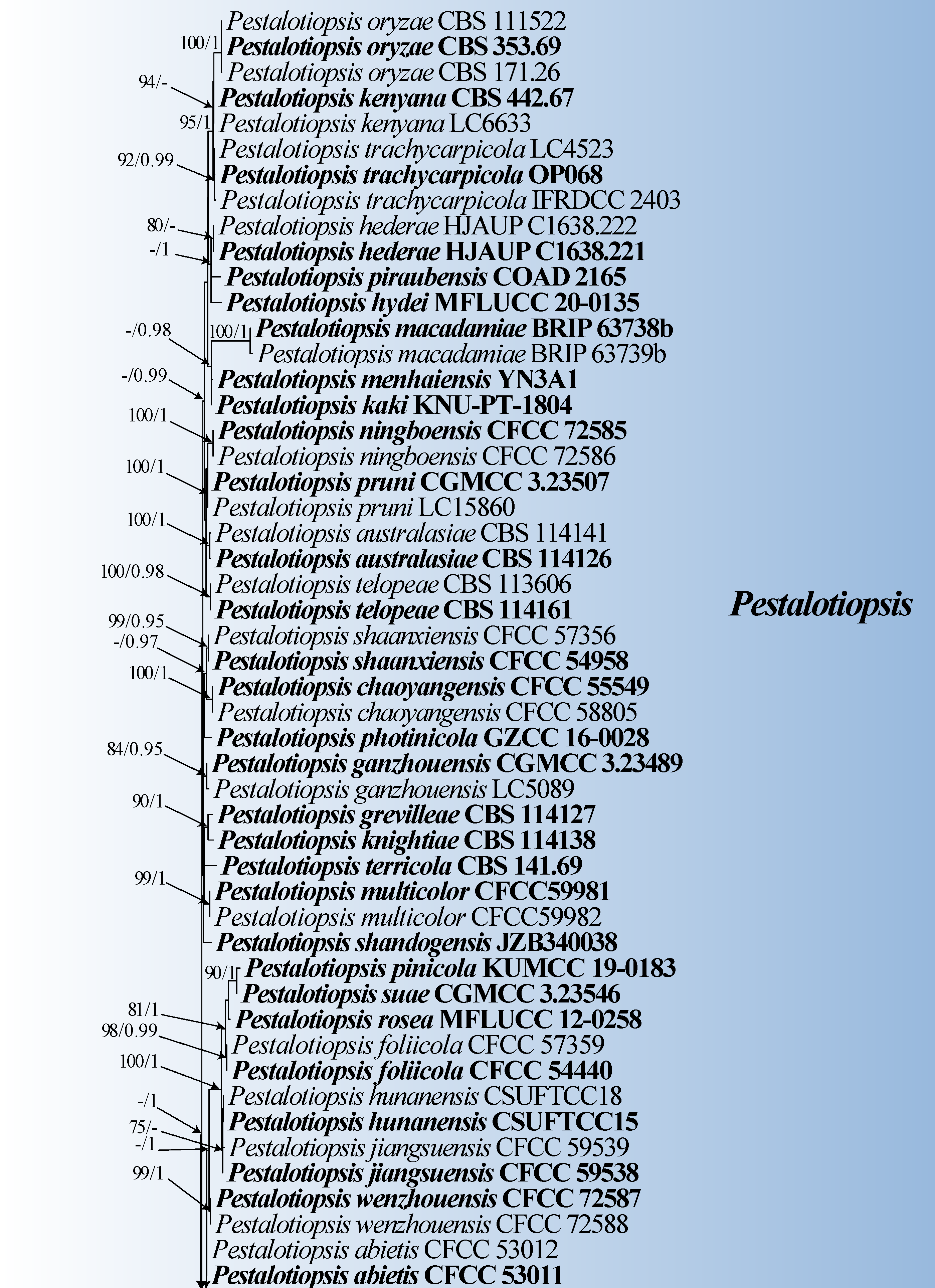 Morphological and molecular analyses reveal three new species and one new record of endophytic fungi from Rhododendron decorum in northwestern Yunnan, China